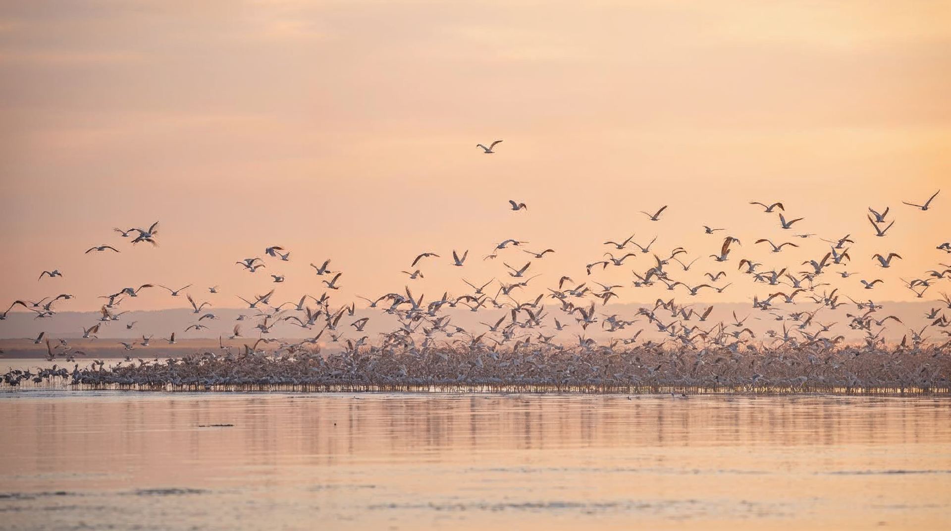 Sandhill cranes landing on the Platte River at sunrise near Kearney, Nebraska