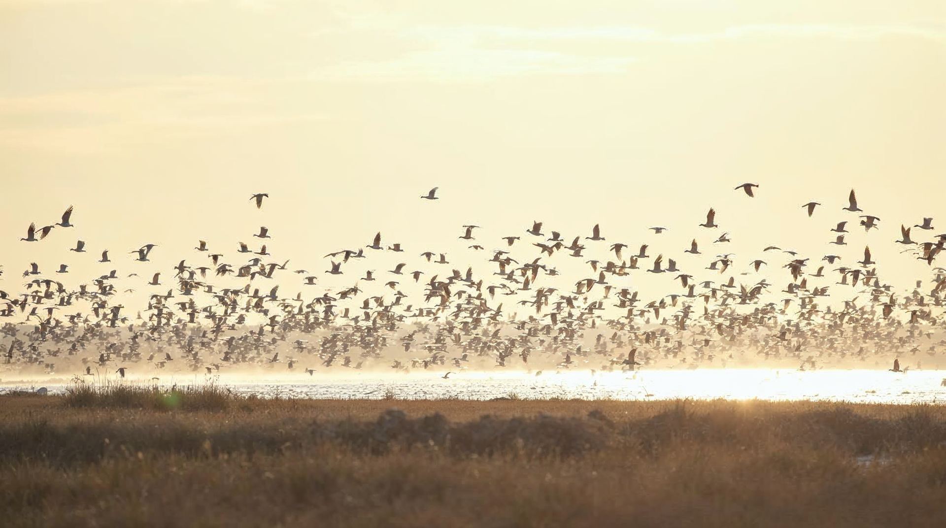 Snow geese taking off from a shining marsh at dawn in the Rainwater Basin of Nebraska